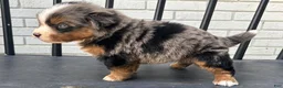 Mini Bernedoodle dogs for sale: Derek - Ad 3