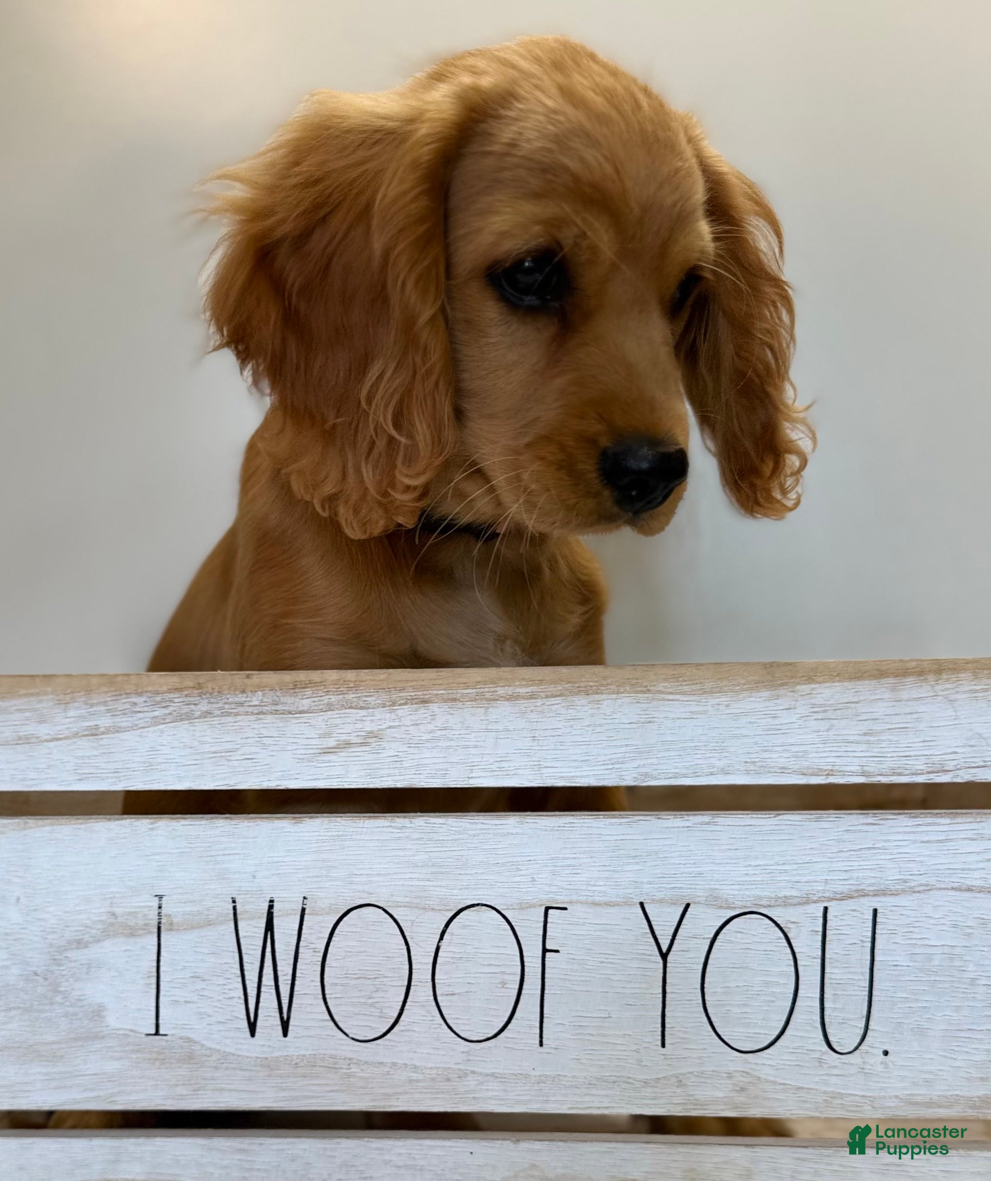 Cavapoo dogs Marshall Cavapoo Puppy  - Ad 2