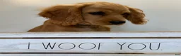 Cavapoo dogs for sale: Marshall Cavapoo Puppy  - Ad 13