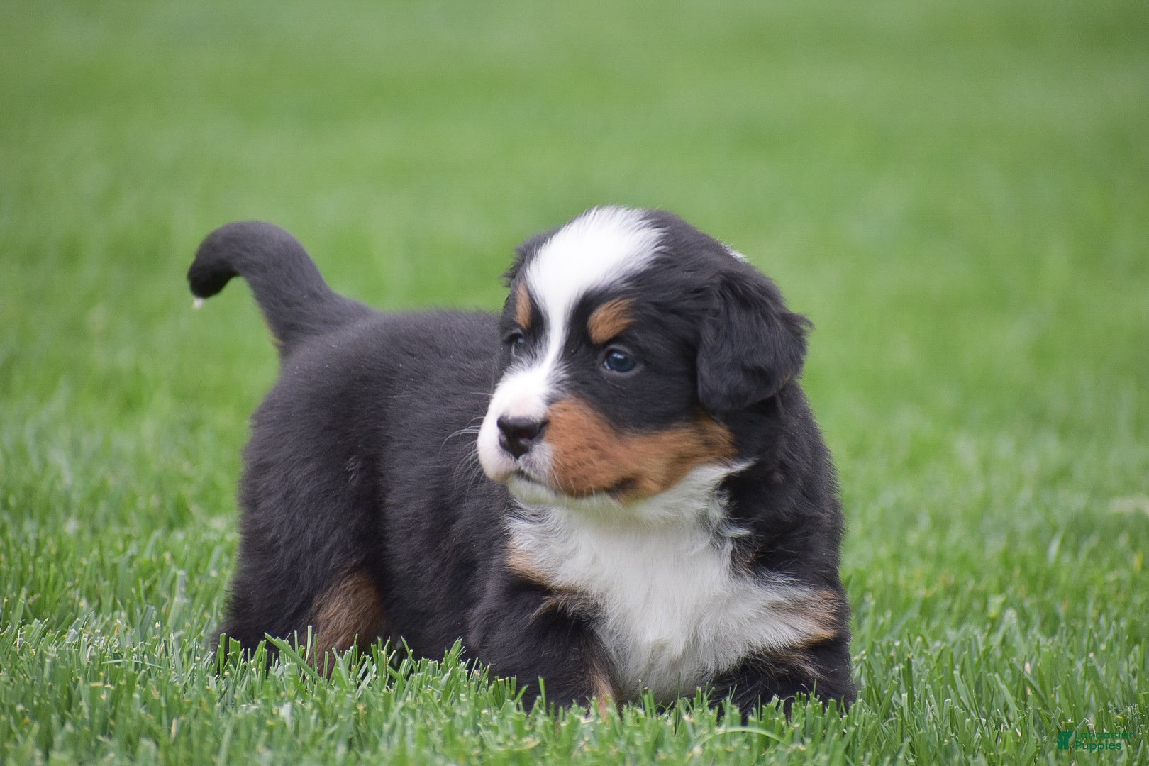 Bernese Mountain Dog dogs for sale: Meadow - Ad 5