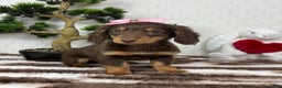 Miniature Dachshund dogs for sale: Daisy  - Ad 4