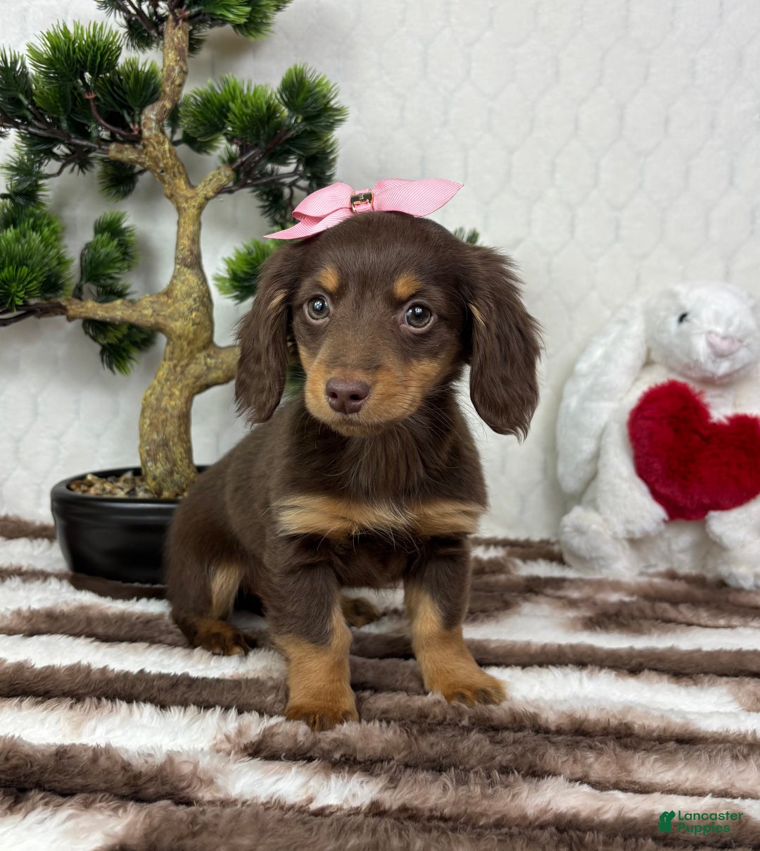 Miniature Dachshund dogs for sale: Daisy  - Ad 4