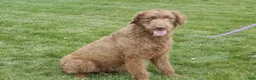 Labradoodle dogs for sale: Denver - Ad 7