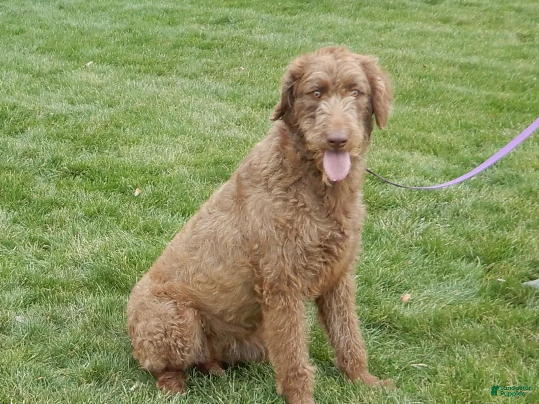 Labradoodle dogs for sale: Denver - Ad 7