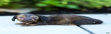Marie Miniature Dachshund 