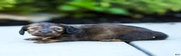Miniature Dachshund dogs for sale: Marie Miniature Dachshund  - Ad 1