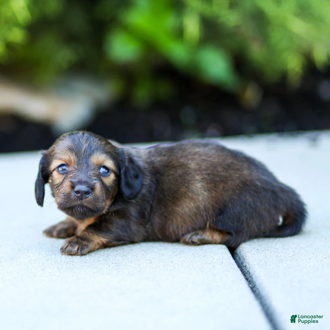 Miniature Dachshund dogs for sale: Marie Miniature Dachshund  - Ad 1
