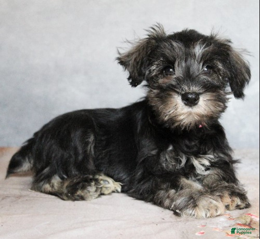 Miniature Schnauzer dogs for sale: Remi - Ad 1