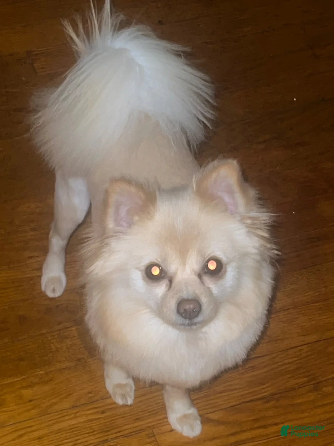 Pomeranian dogs for sale: Boots - Ad 2