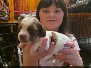 Dachshund dogs Dachshund Puppy 1 - Ad 17