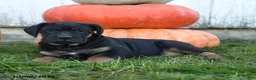 Cane Corso dogs for sale: Zara - Ad 4