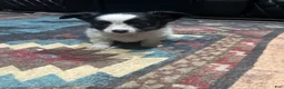 Chihuahua dogs for sale: Chihuahua 1 Male CKC registered  - Ad 1