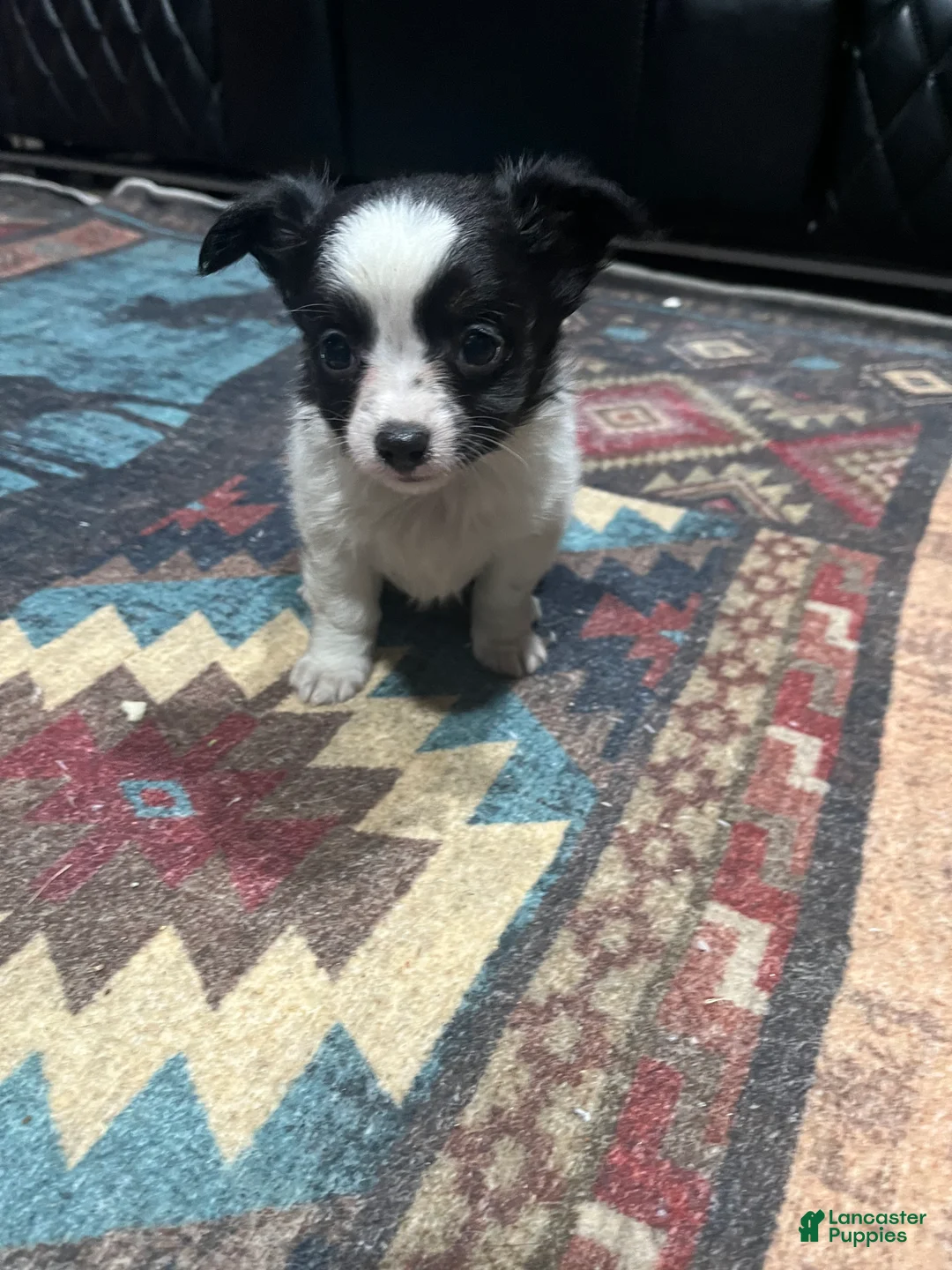 Chihuahua dogs for sale: Chihuahua 1 Male CKC registered  - Ad 1
