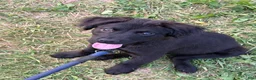 Mixed Breed dogs for sale: Mixed Breed 1 - Ad 1