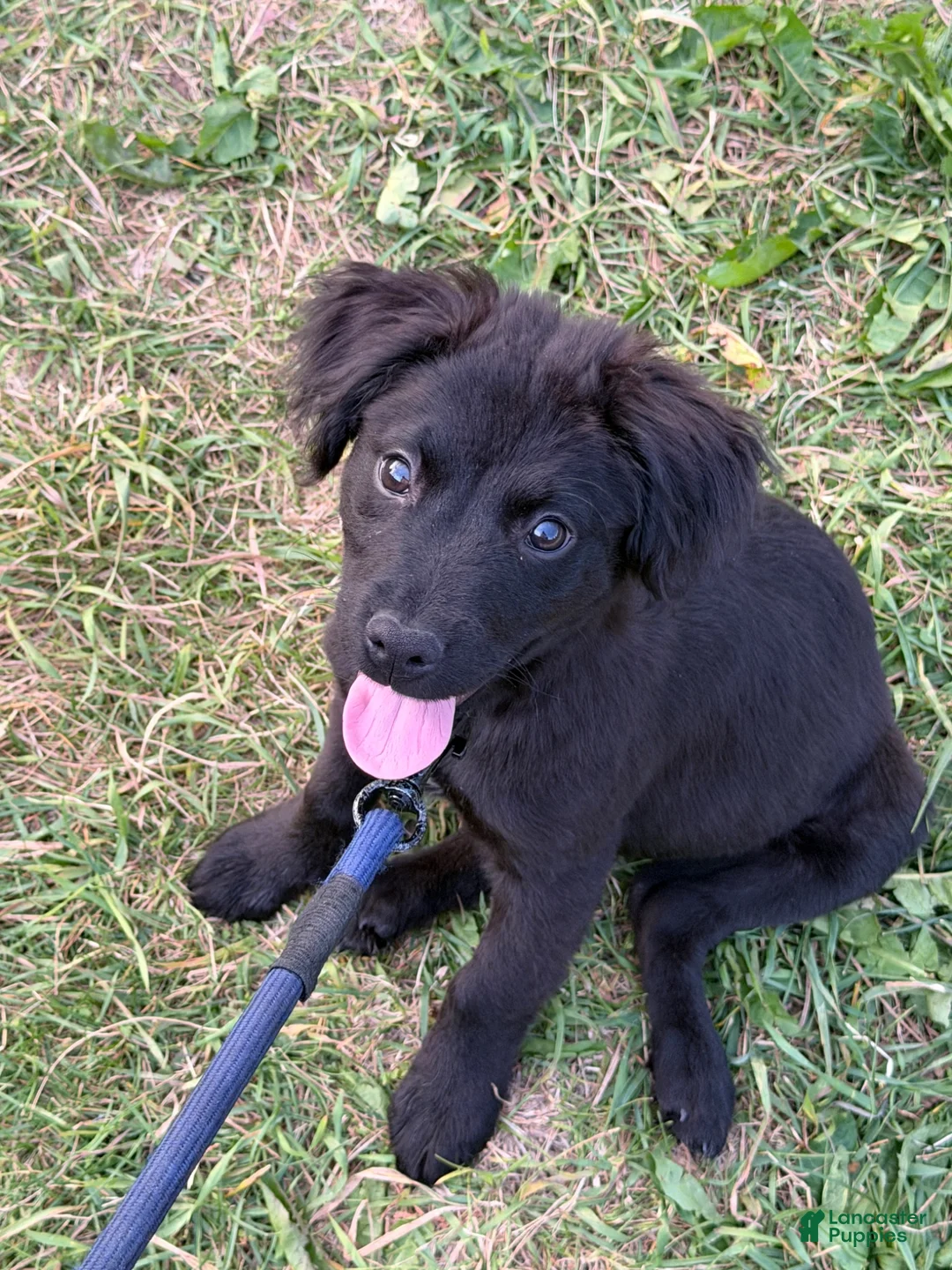 Mixed Breed dogs for sale: Mixed Breed 1 - Ad 1