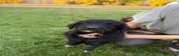 Mixed Breed dogs for sale: Doberdoodle 5 - Ad 3