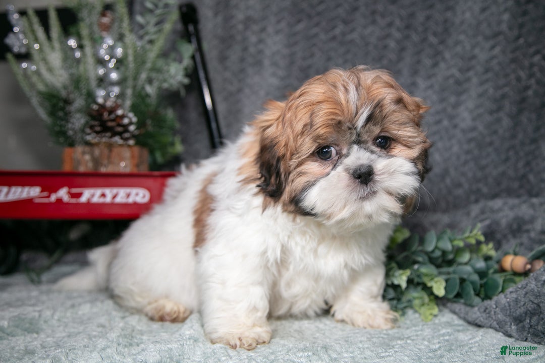 Shih Tzu dogs for sale: Peanut - Ad 3