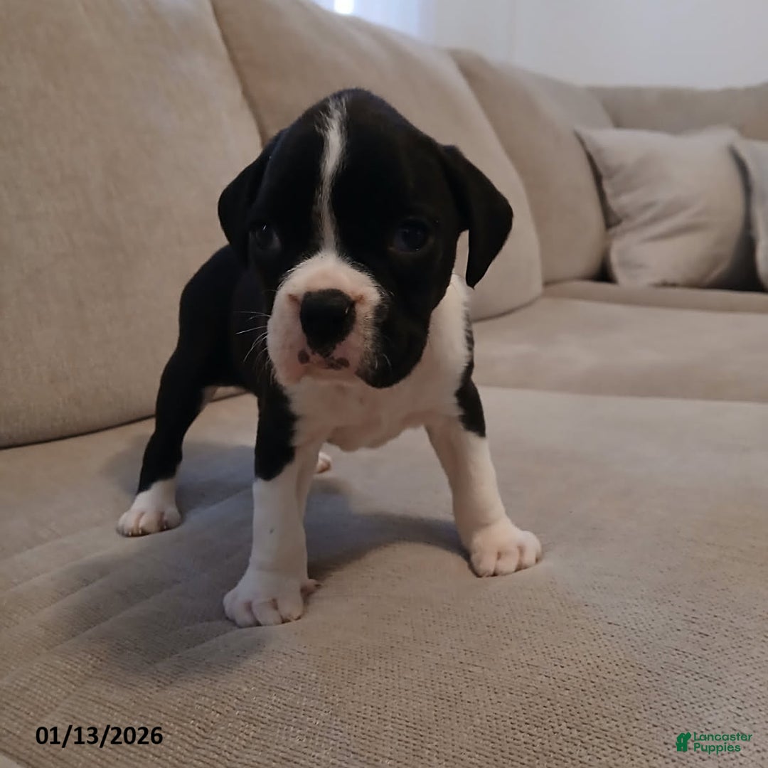 Boxer dogs for sale: Geneva - Ad 3