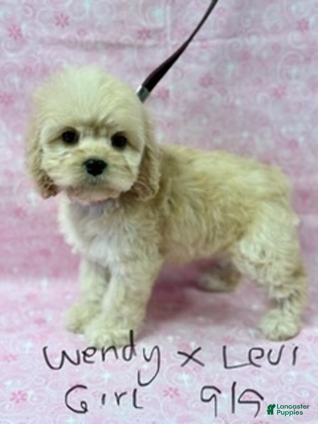 Cockapoo dogs for sale: Wendy G1 - Ad 3