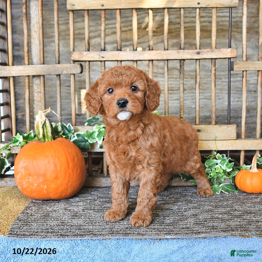 Mini Goldendoodle dogs for sale: Blaze - Ad 1