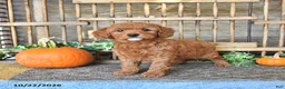 Mini Goldendoodle dogs for sale: Blaze - Ad 1