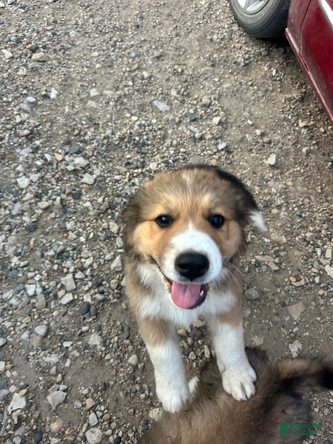 Mixed Breed dogs for sale: Pebbles  - Ad 2