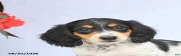 Miniature Dachshund dogs for sale: Hazel - Ad 4