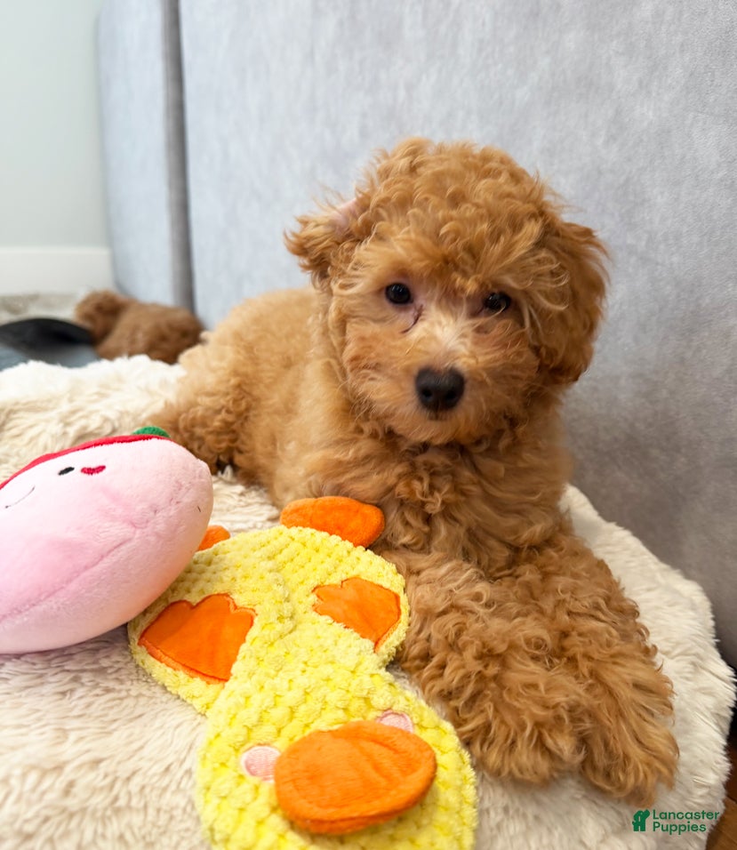 Maltipoo dogs Scamper - Ad 2