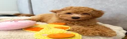 Maltipoo dogs for sale: Scamper - Ad 2