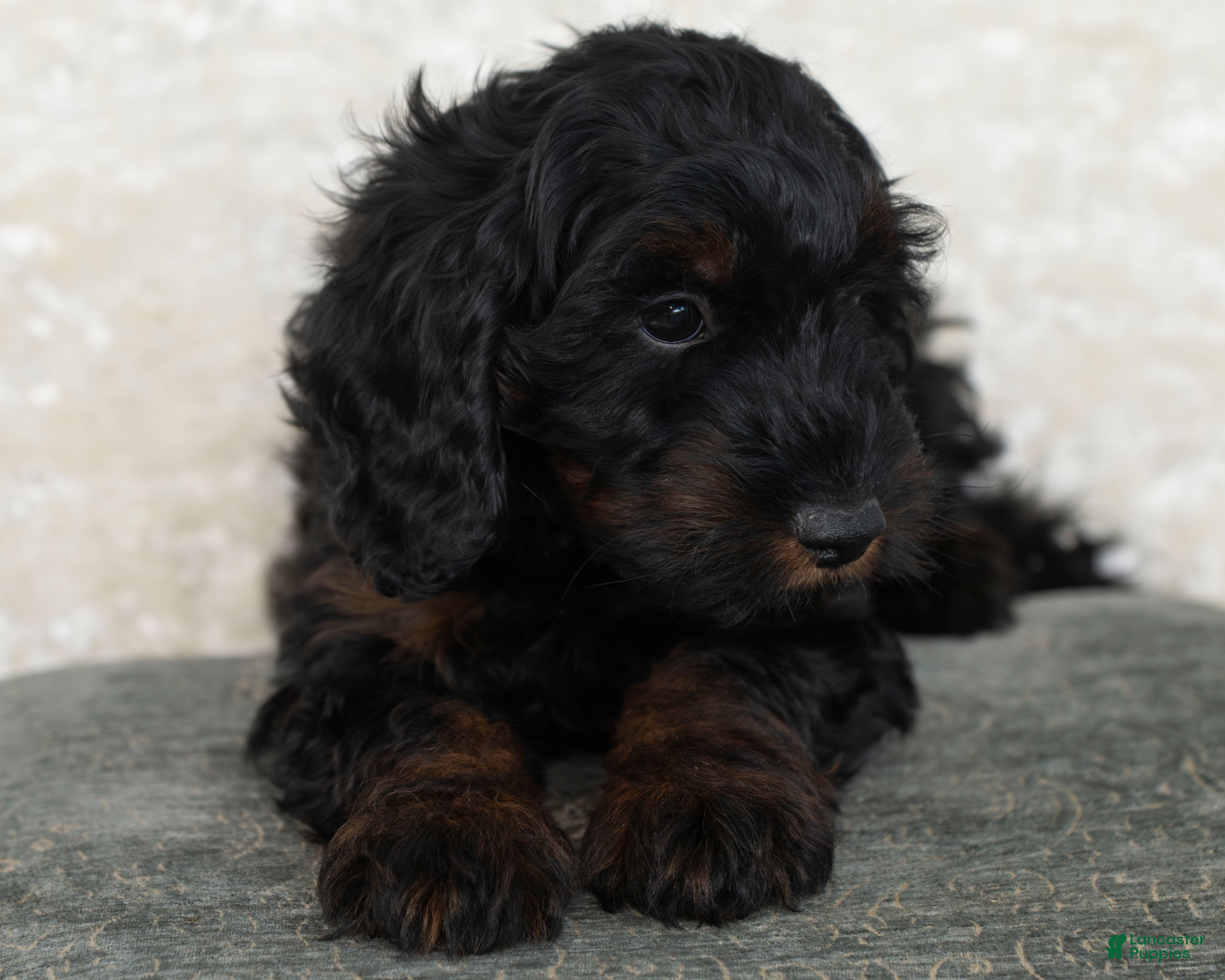 Goldendoodle dogs Dusty - Ad 1
