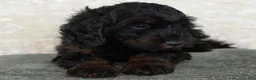 Goldendoodle dogs for sale: Dusty - Ad 1