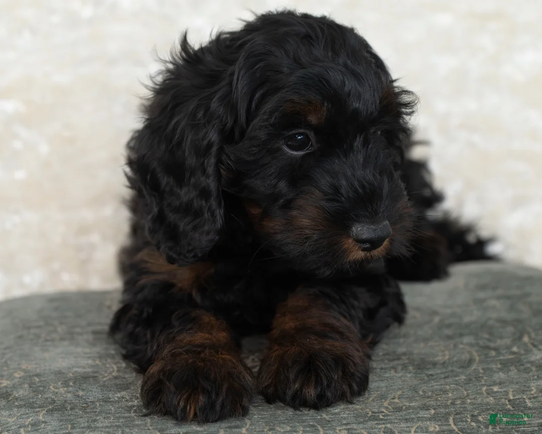 Goldendoodle dogs for sale: Dusty - Ad 1