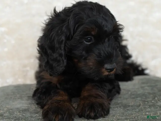 Goldendoodle dogs for sale: Dusty - Ad 1
