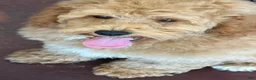 Mini Goldendoodle dogs for sale: Thompson - Ad 9