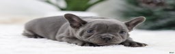 French Bulldog dogs for sale: Taffy - Ad 4