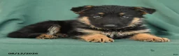 German Shepherd dogs for sale: Grant  - Ad 4