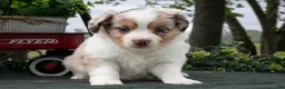 Miniature Australian Shepherd dogs for sale: Carla - Ad 2