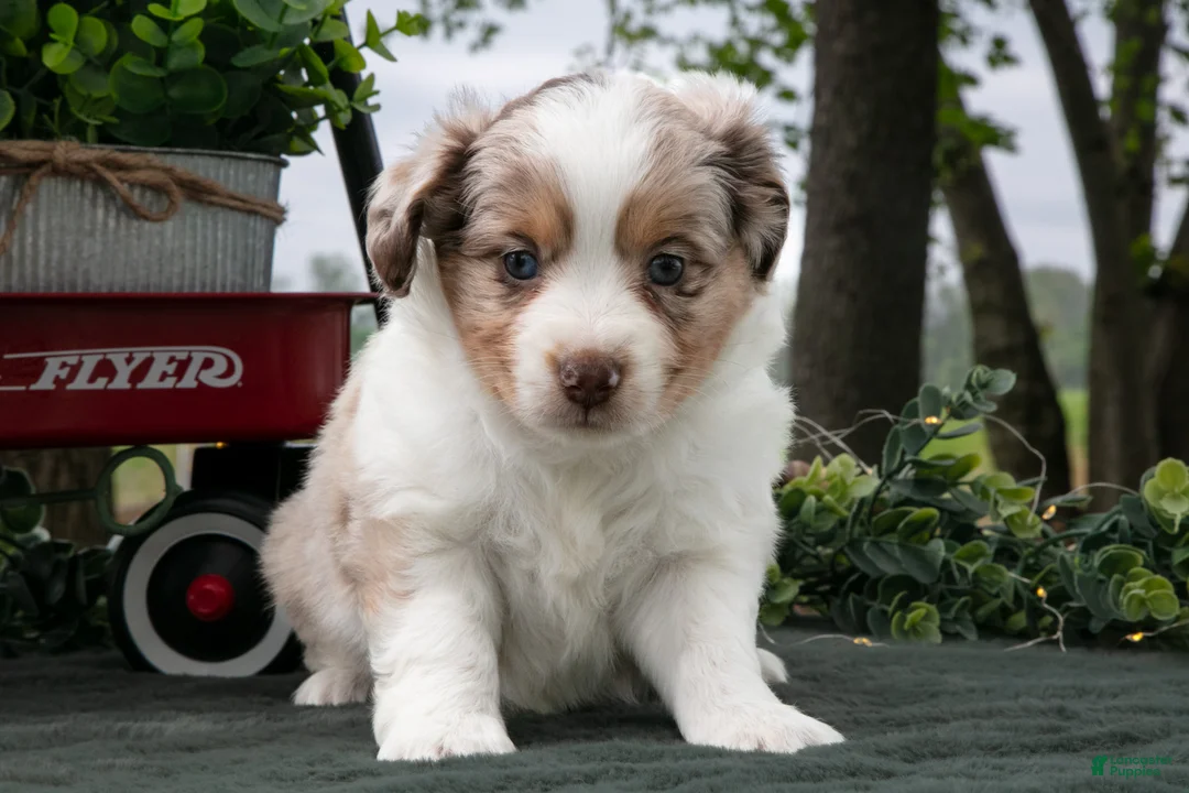 Miniature Australian Shepherd dogs for sale: Carla - Ad 2