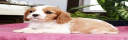 Cavalier King Charles Spaniel dogs for sale: Shelly - Ad 4