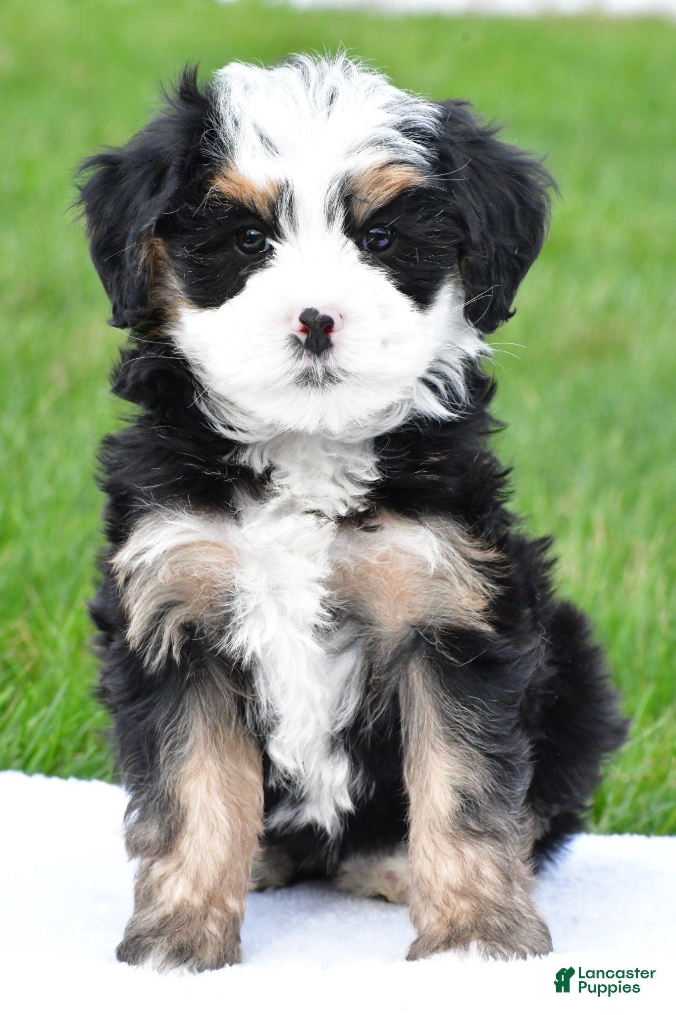Bernedoodle dogs Tulip - Ad 1