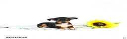Miniature Pinscher dogs for sale: Jack       EXTRA SMALL - Ad 3