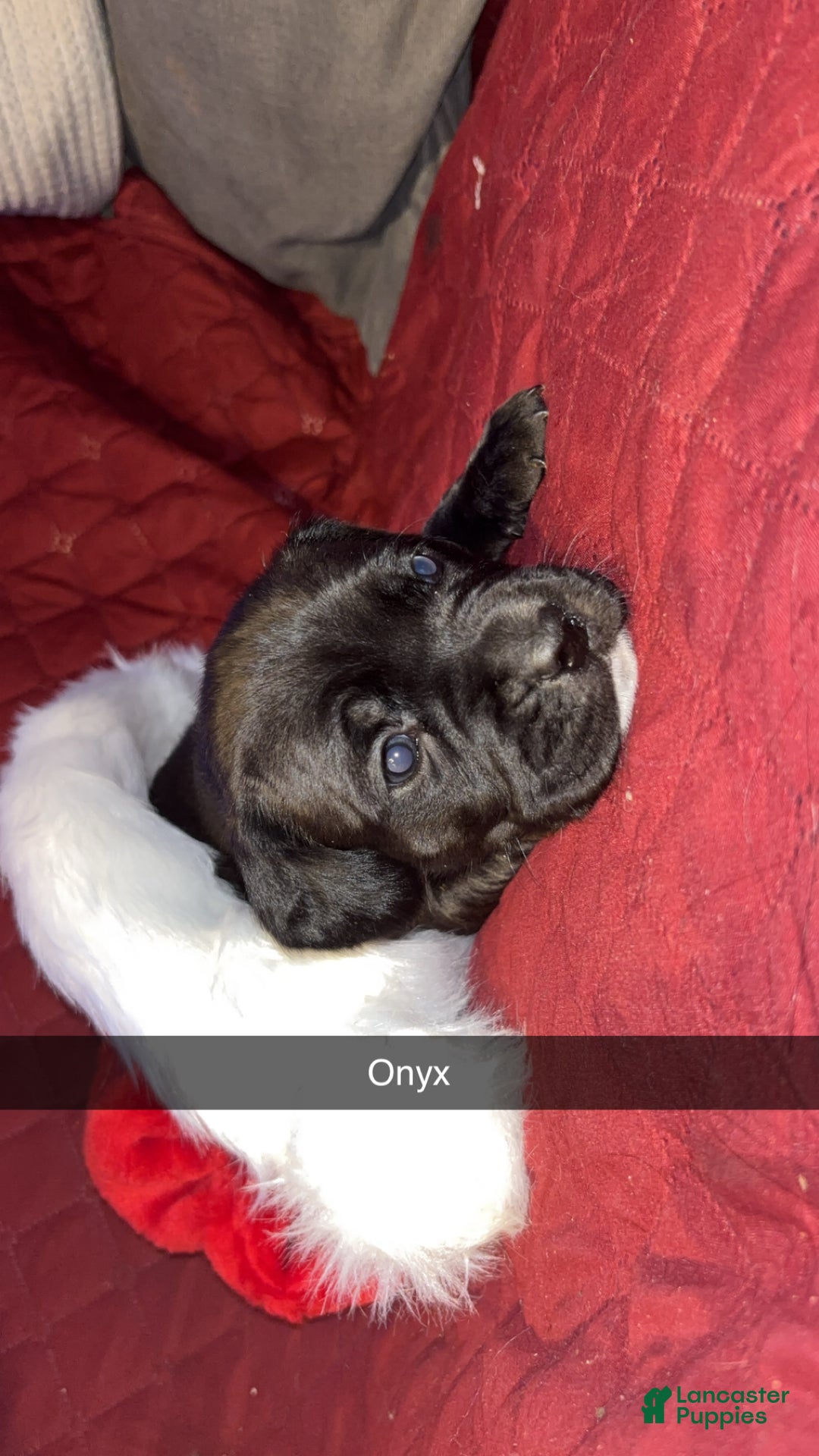 Mixed Breed dogs for sale: Onyx - Ad 2