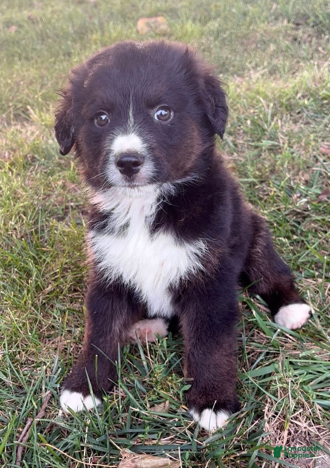 Australian Shepherd dogs Biscuit - Ad 1