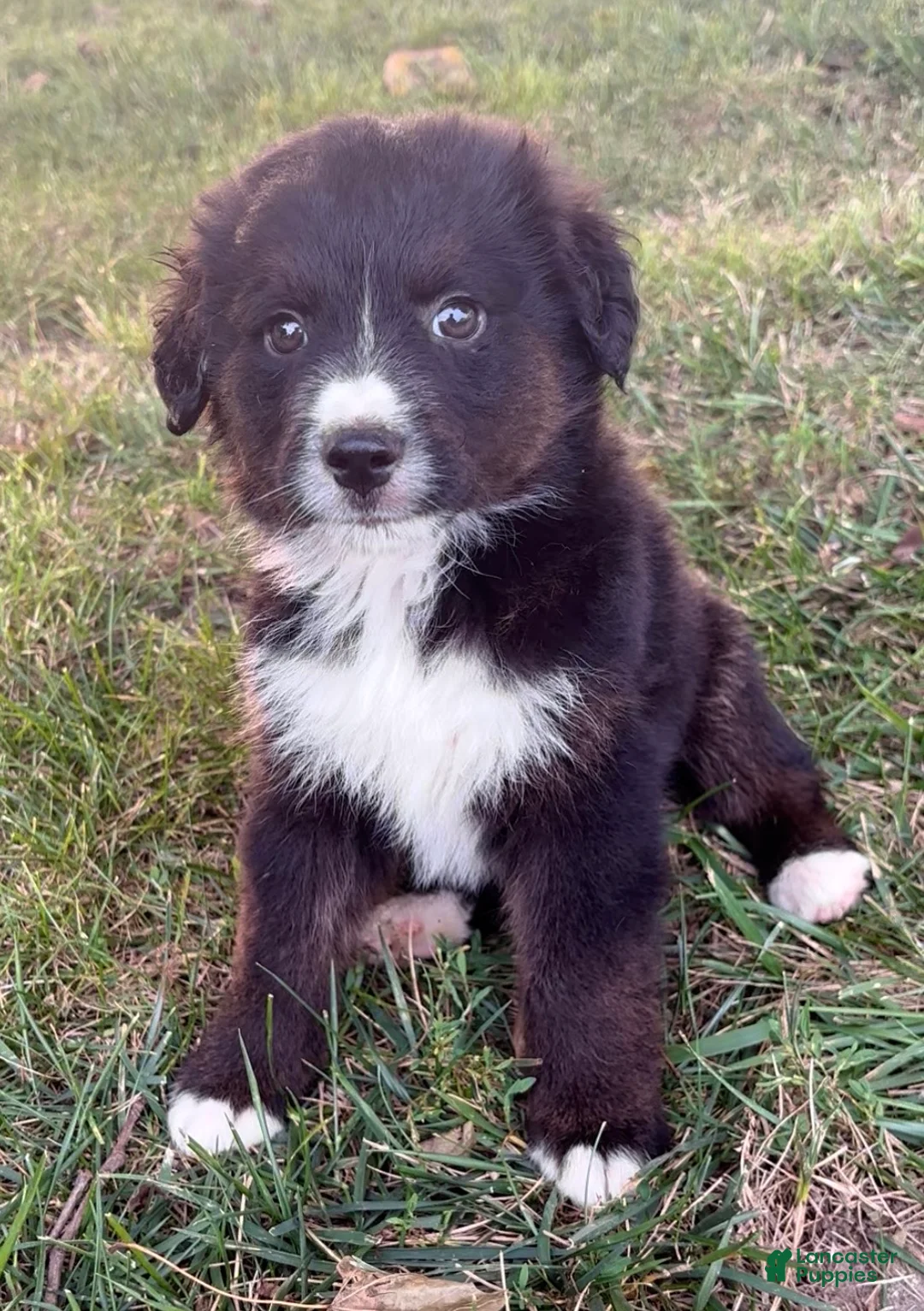 Australian Shepherd dogs for sale: Biscuit - Ad 1