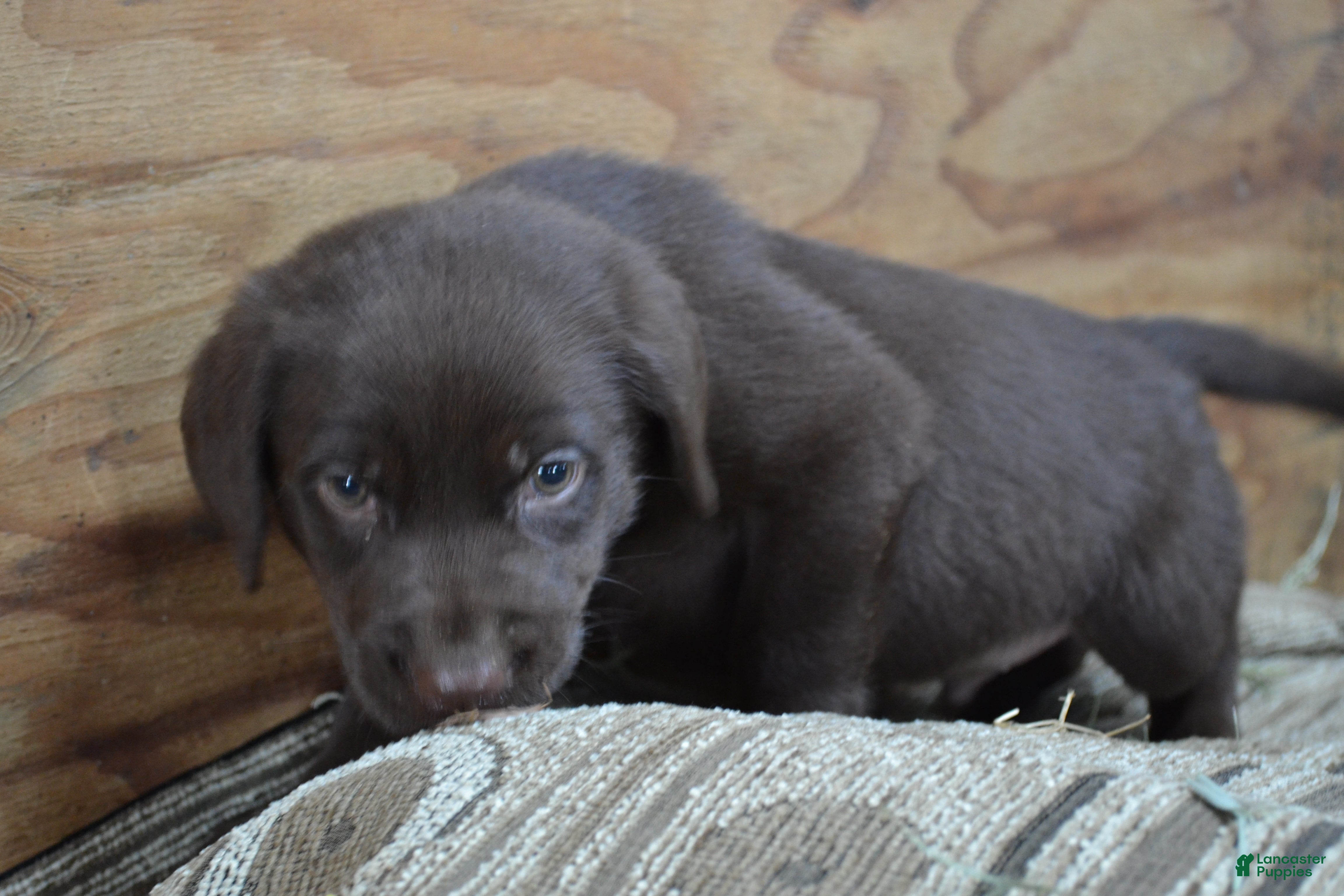 Labrador Retriever dogs Lanson - Ad 2