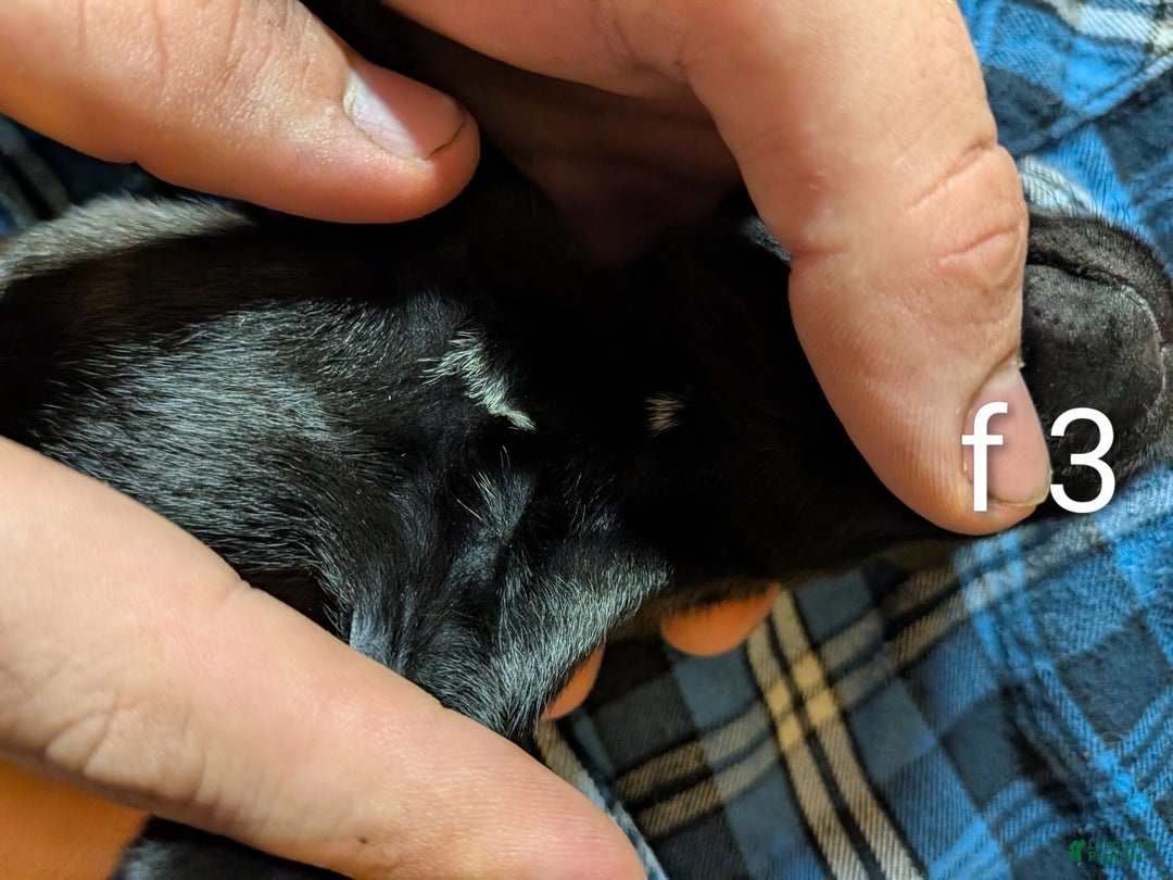 Belgian Malinois dogs for sale: Belgian Malinois Puppy 8 - Ad 4