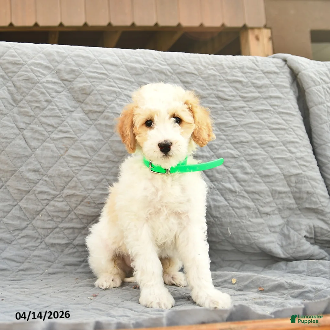 Miniature Poodle dogs for sale: Skipper  - Ad 1