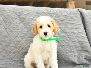 Miniature Poodle dogs for sale: Skipper - Ad 2