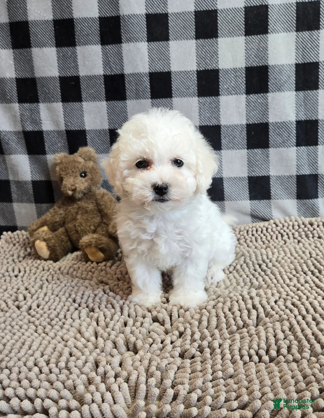 Bichon Frise dogs for sale: Libby - Ad 3