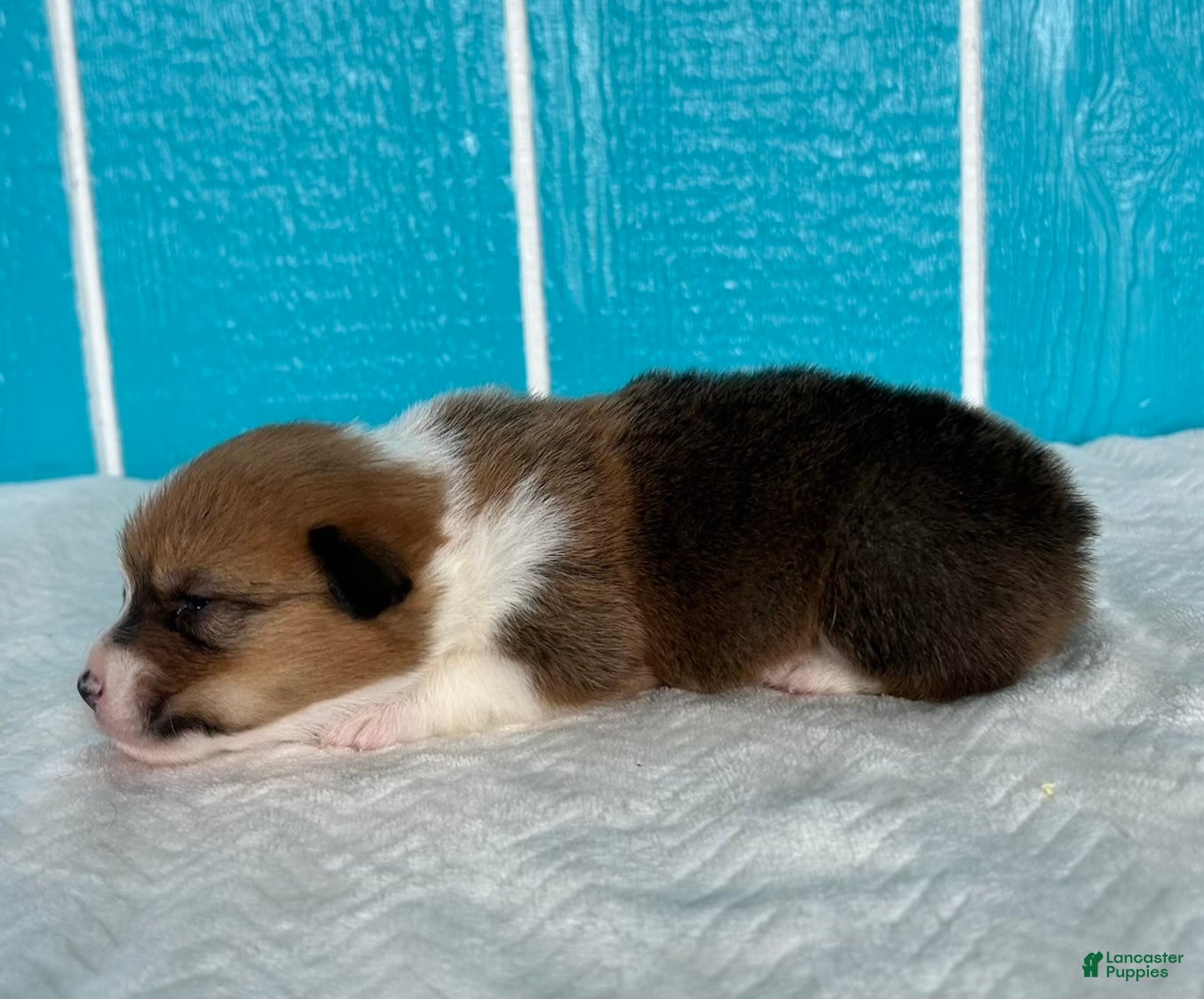 Welsh Corgi Pembroke dogs Bruno Welsh Corgi Pembroke Puppy  - Ad 2